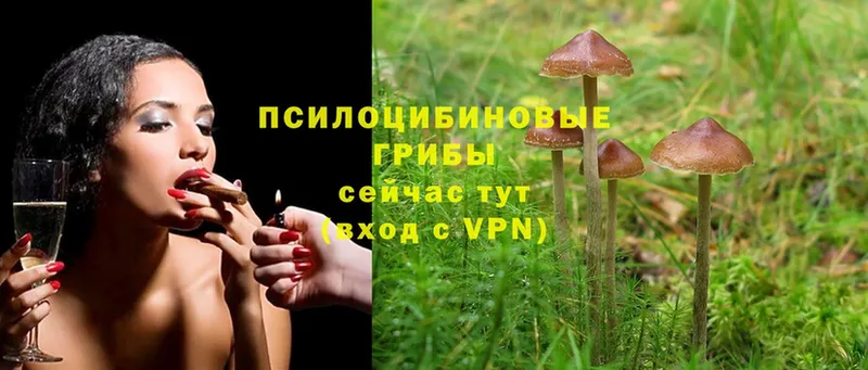 Псилоцибиновые грибы Psilocybine cubensis  наркотики  Звенигово 